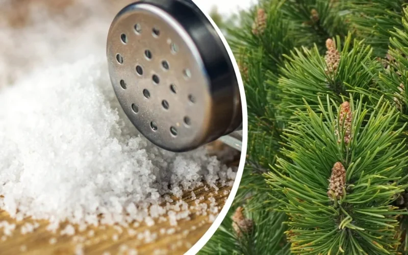 Pušų spygliai ir druska