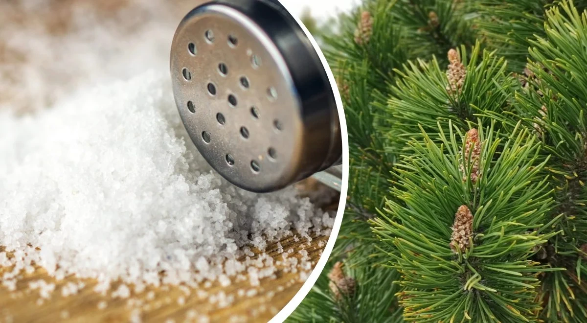 Pušų spygliai ir druska