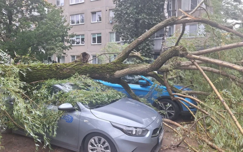 Nuvirtę medžiai Kaune