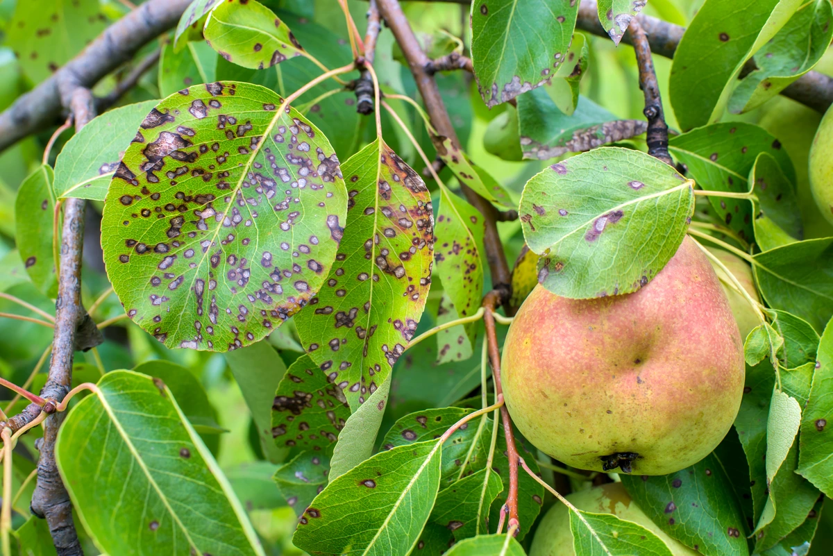 Dėmės ant kriaušių lapų