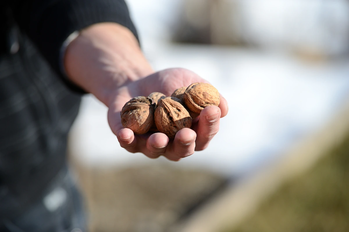 Dėmės ant rankų po riešutų valymo