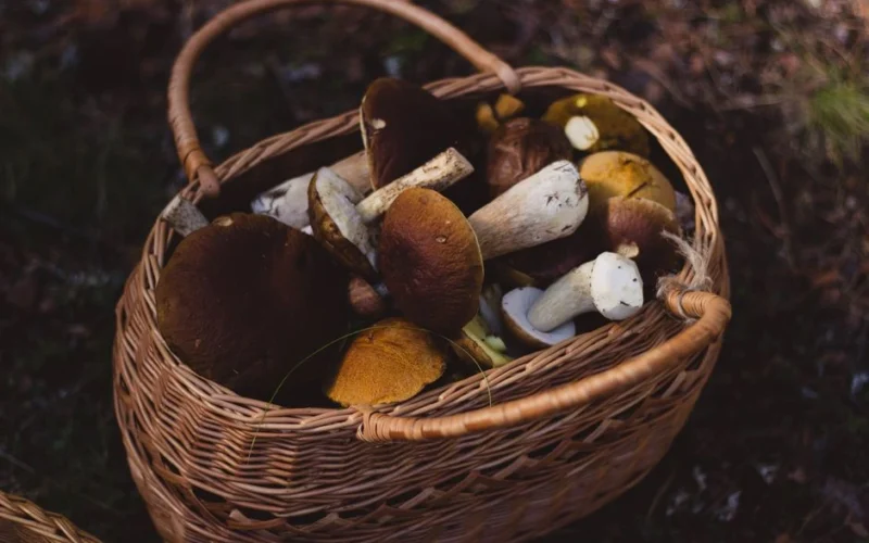 Sēņotājs pārnesa pilnu grozu: kā atšķirt gardas sēnes no bīstamiem līdziniekiem