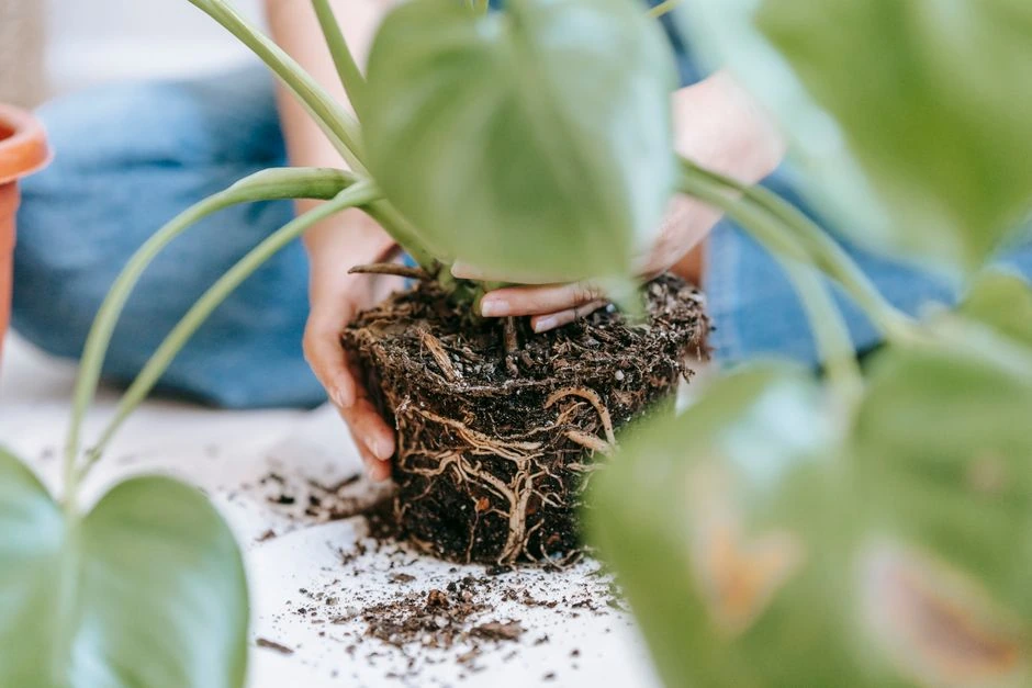 Monstera augina ilgas oro šaknis: kodėl jų nereikėtų skubėti nukirpti