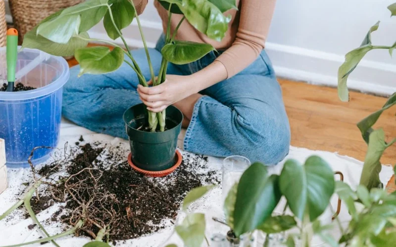 Monstera augina ilgas oro šaknis: kodėl jų nereikėtų skubėti nukirpti