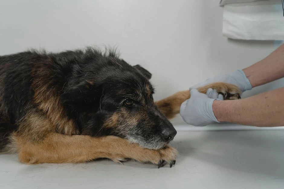 Suni sadzēlusi bite: ko darīt vispirms un kad steidzami jāvēršas pie veterinārārsta
