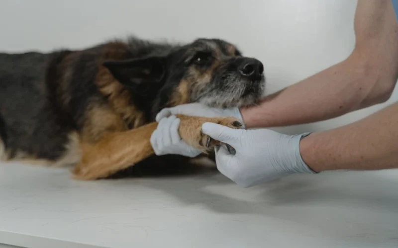 Suni sadzēlusi bite: ko darīt vispirms un kad steidzami jāvēršas pie veterinārārsta