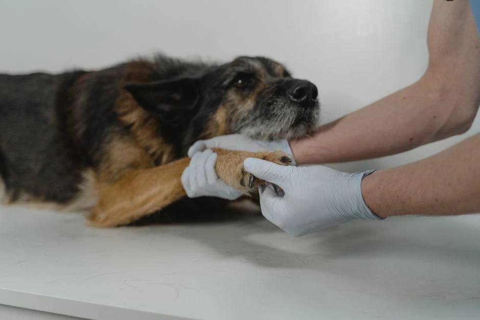 Suni sadzēlusi bite: ko darīt vispirms un kad steidzami jāvēršas pie veterinārārsta