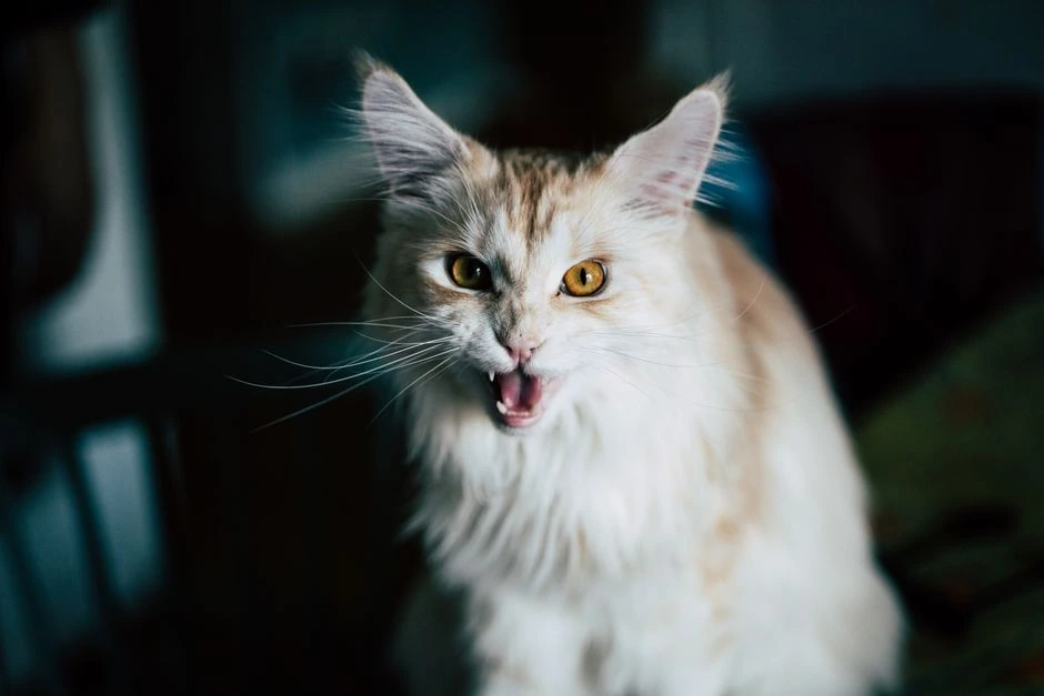 Kodėl katinai miaukia net tada, kai atrodo viskuo pasirūpinta: ką jie iš tiesų bando pasakyti