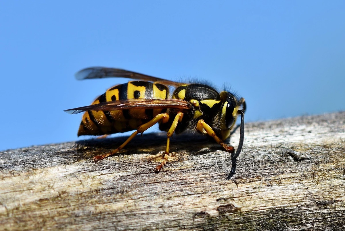 Vapsvų šią vasarą pastebimai mažiau, o mokslininkai ragina sunerimti
