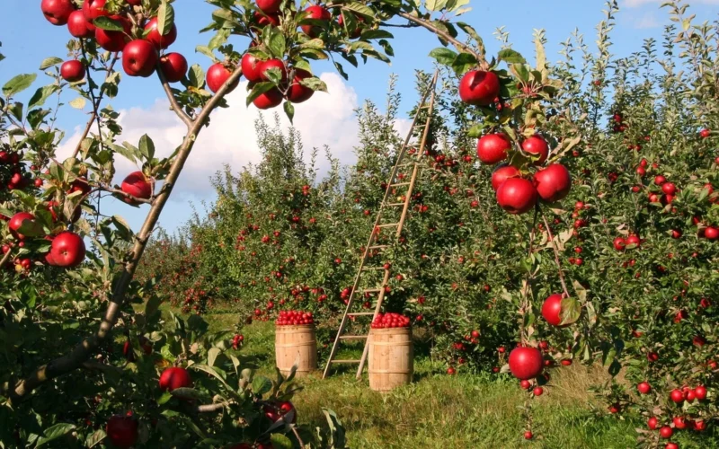 Daudzdzīvokļu māju iedzīvotāji rudenī dalās ar ražu: tā rodas jauna kaimiņattiecību tradīcija