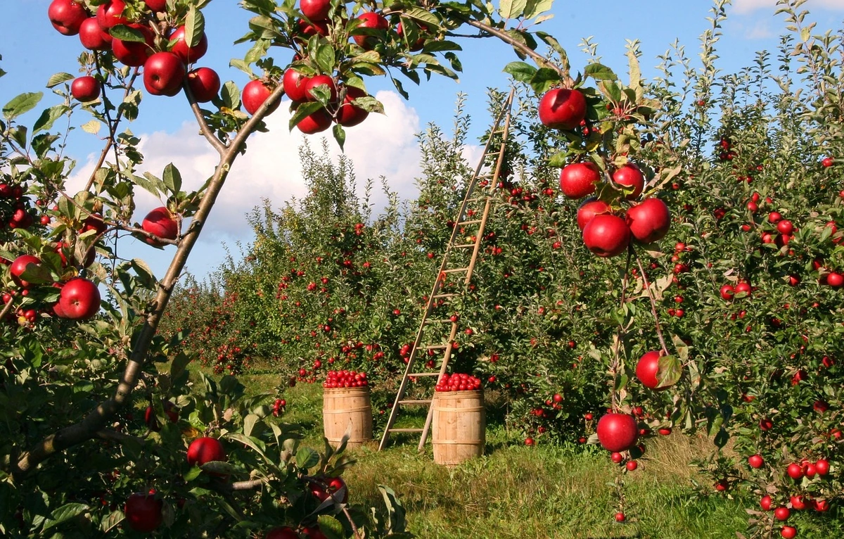 Daugiabučių gyventojai rudenį dalijasi derliumi: taip gimsta nauja kaimynystės tradicija