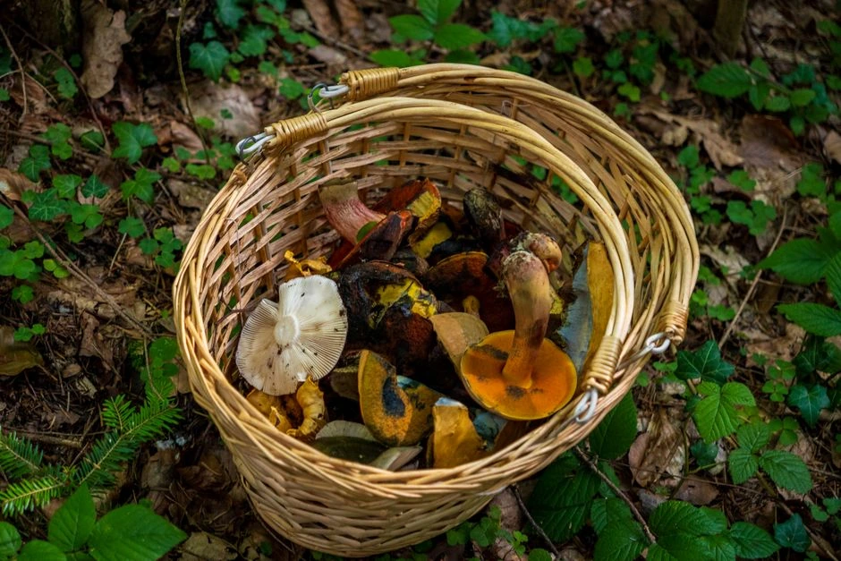 Žmonės renka visus grybus iš eilės, jų neskiria. Kaip patikrinti ar grybas valgomas?