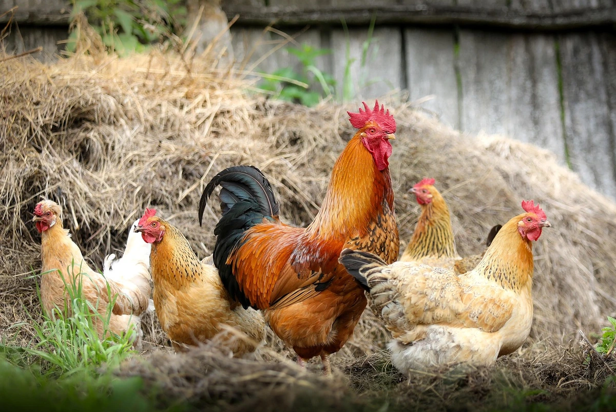 Vistas vēsture sākās savvaļā: ko zinātne saka par tās patieso izcelsmi