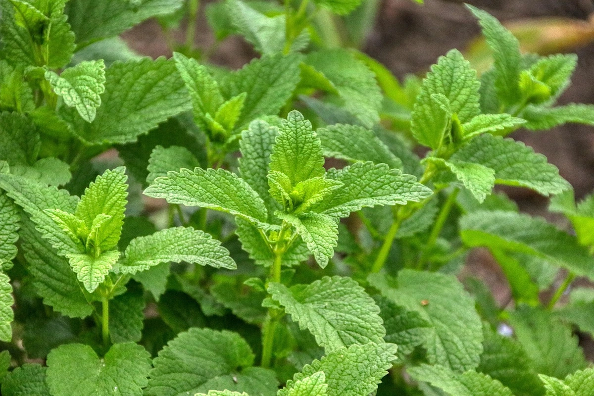Melisą dauginkite šiuo paprastu būdu: nauji daigai greitai prigis ir vešės sode