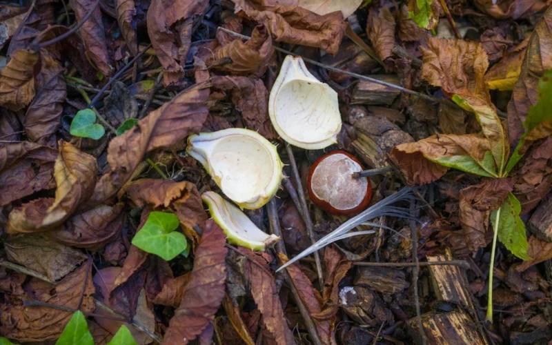 Žieminius česnakus daugelis sodina per anksti: štai ko reikia sulaukti prieš kišant skilteles į žemę