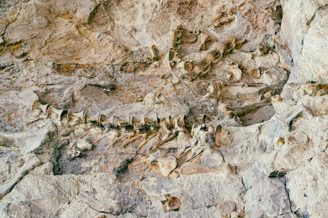 240 milijonų metų senumo fosilija verčia iš naujo rašyti dinozaurų istoriją