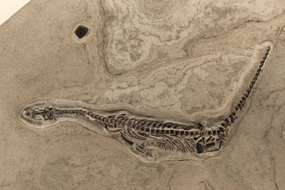 240 milijonų metų senumo fosilija verčia iš naujo rašyti dinozaurų istoriją