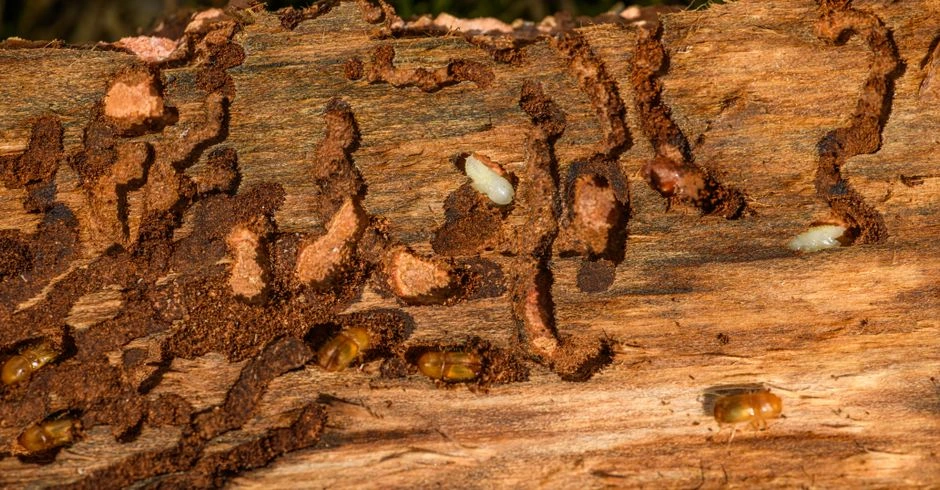 Jauns materiāls iznīcina gandrīz visus termītus, taču nekaitē cilvēkiem