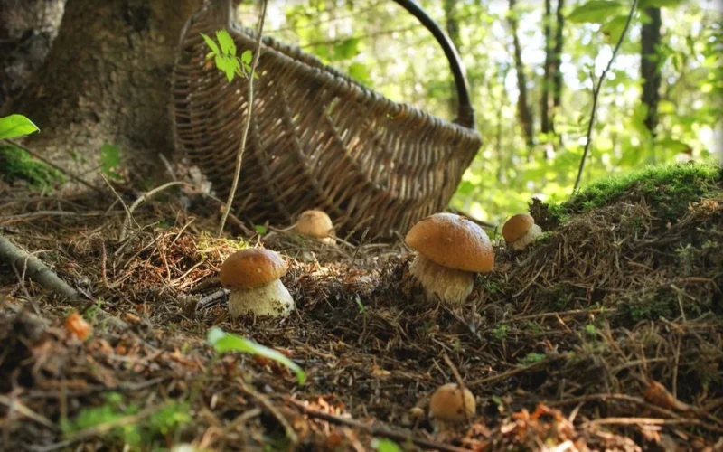 Sēņotāji paiet garām ar tukšiem groziem: astoņas meža vietas, kur slēpjas sēnes