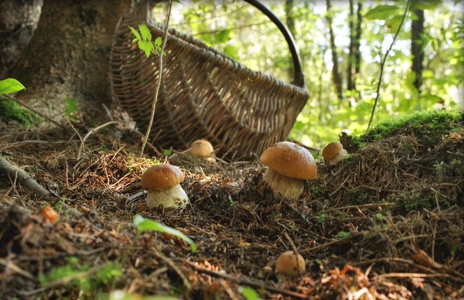 Sēņotāji paiet garām ar tukšiem groziem: astoņas meža vietas, kur slēpjas sēnes