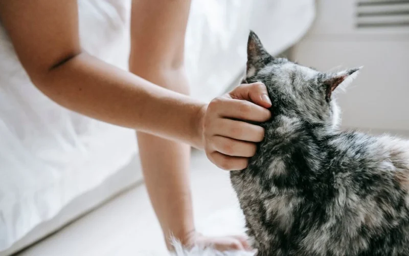 Katės šlapime aptiktas slaptas „asmens dokumentas“, padedantis atpažinti gyvūną