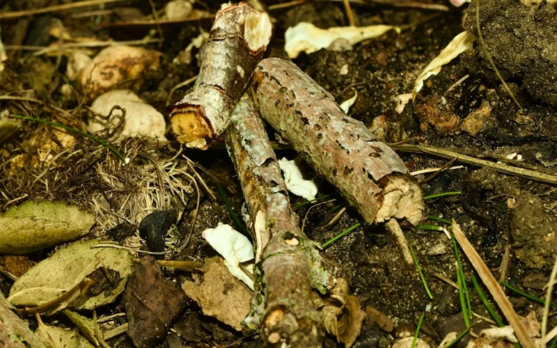 Pēc ražas dobes slēpj maijvaboļu kāpurus: derīgās nematodes var tos iznīcināt līdz pavasarim
