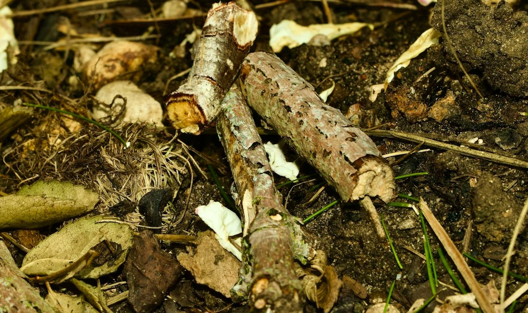 Pēc ražas dobes slēpj maijvaboļu kāpurus: derīgās nematodes var tos iznīcināt līdz pavasarim