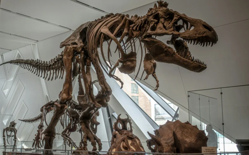 Sulaužytas didžiausio pasaulyje tiranozauro šonkaulis atskleidė paslaptį iš dinozaurų eros