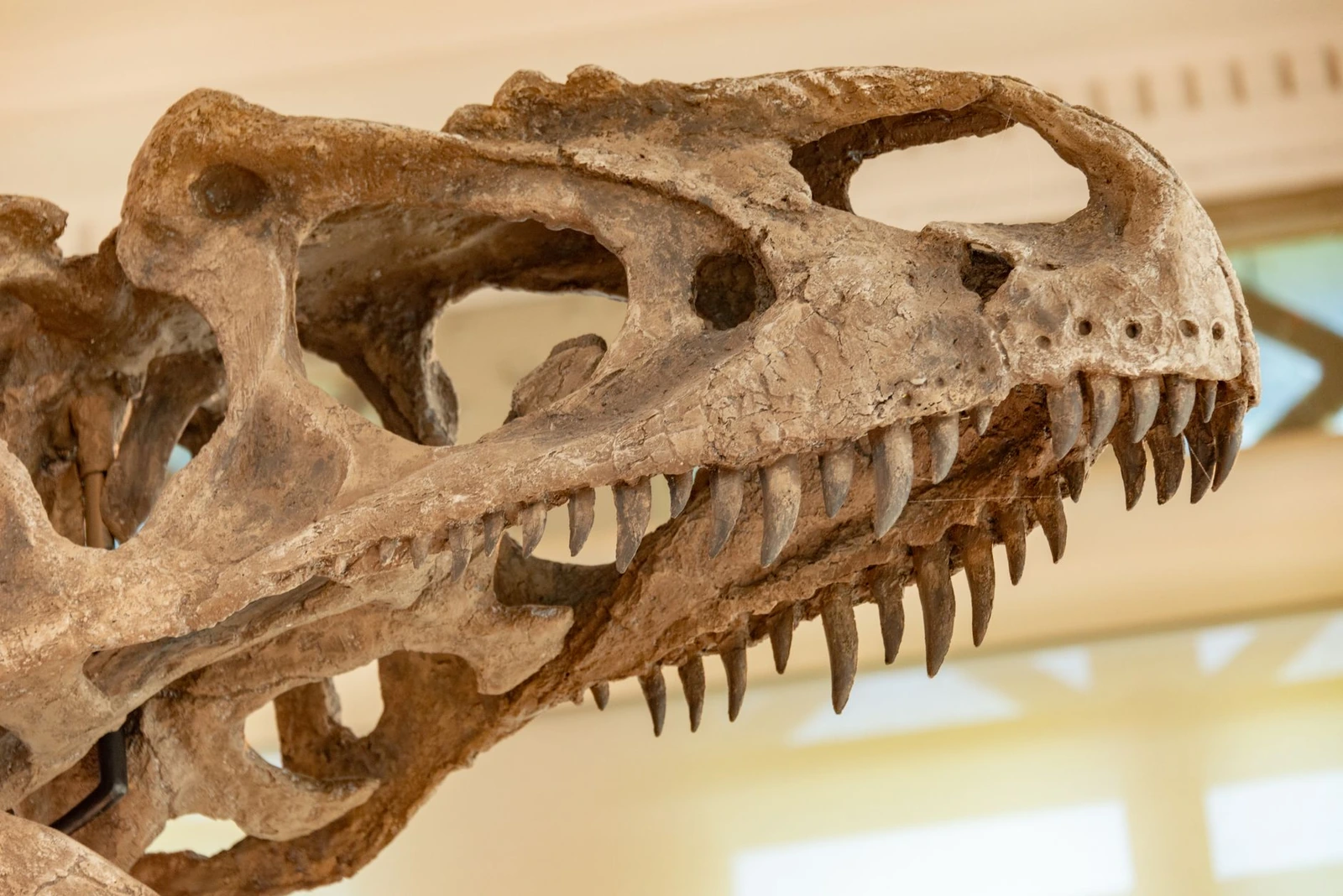 Salauzta pasaulē lielākā tiranozaura riba atklāja noslēpumu no dinozauru ēras