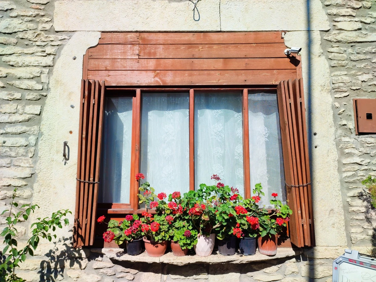 Po vėsių rugsėjo naktų pelargonijos lapai susigūžia: štai kaip išsaugoti jų žydėjimą iki šalnų