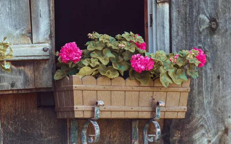 Po vėsių rugsėjo naktų pelargonijos lapai susigūžia: štai kaip išsaugoti jų žydėjimą iki šalnų