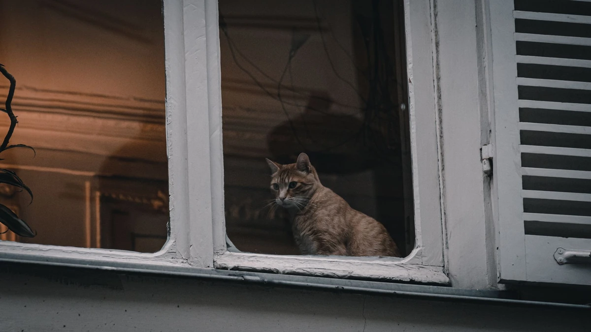 Katė kas vakarą žiūri į tuščią kampą: veterinaras paaiškina, ką pastebi gyvūnas