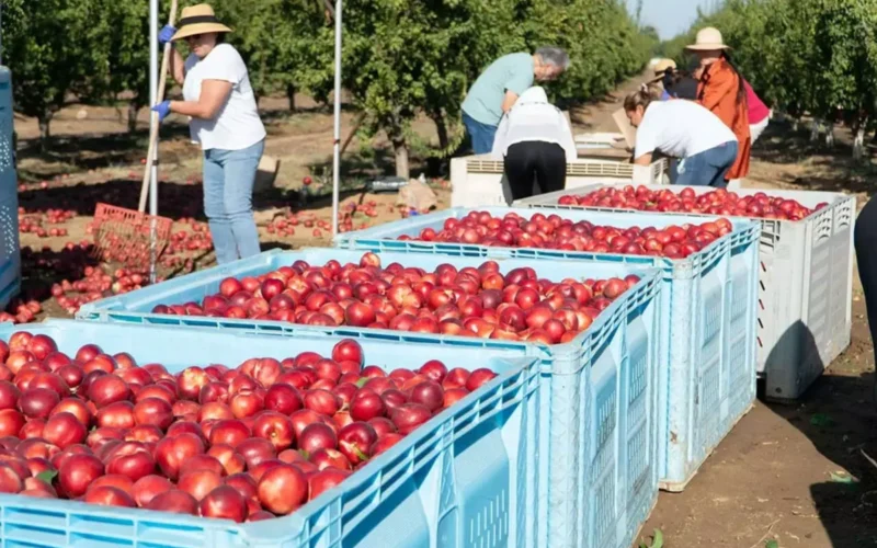 Reedlio ūkininkas Cezaris Mora ir savanorių komanda dalija dėžes nektarinų, vykstant teisiniam ginčui su bendrove „Giumarra Brothers Fruit Company“. (Jon Acevedo)