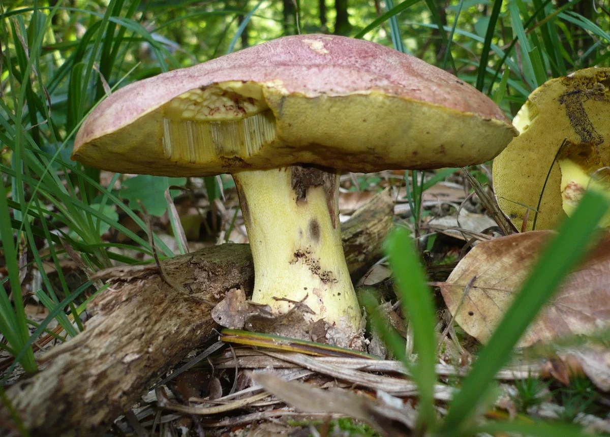 Butyriboletus regius