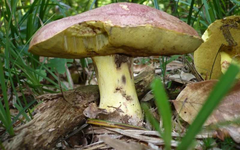 Butyriboletus regius
