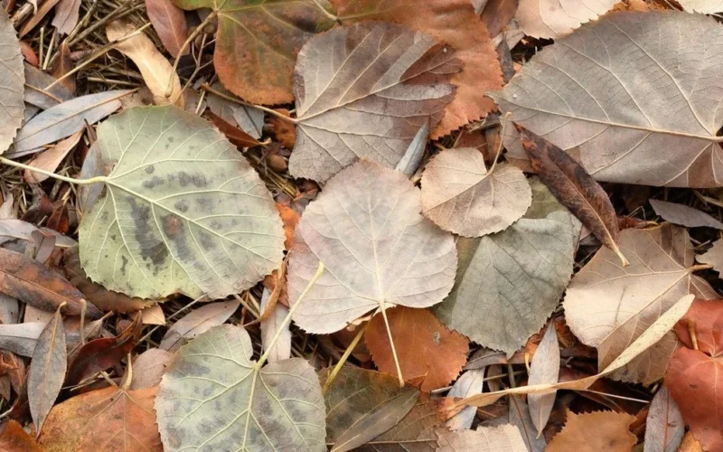 Tarp rudens lapų slepiasi voverė, ar surasite?