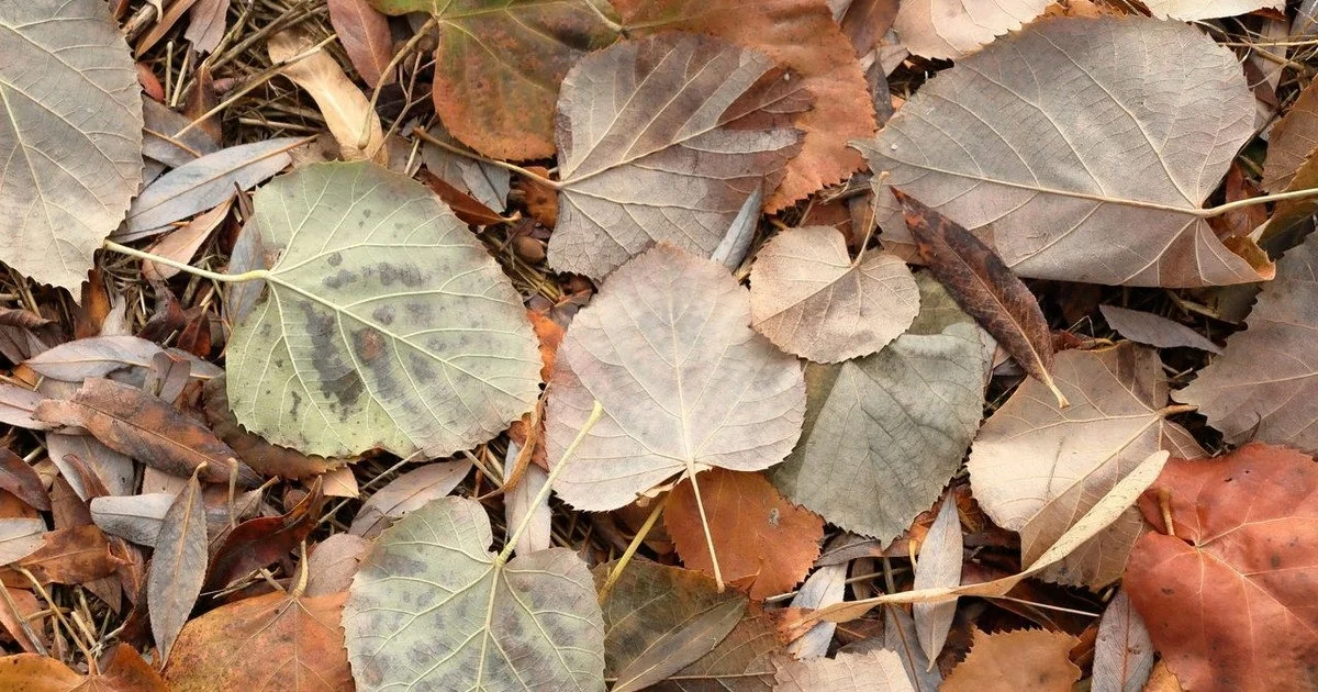 Tarp rudens lapų slepiasi voverė, ar surasite?