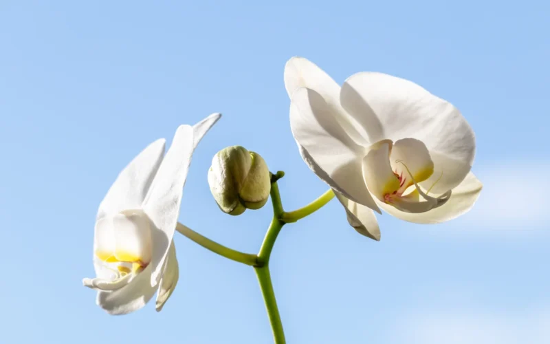 Kodėl orchidėja nežydi metų metus