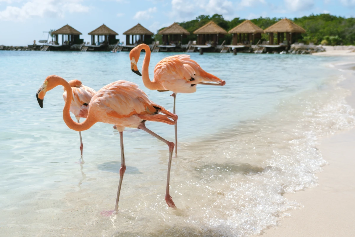 Flamingi