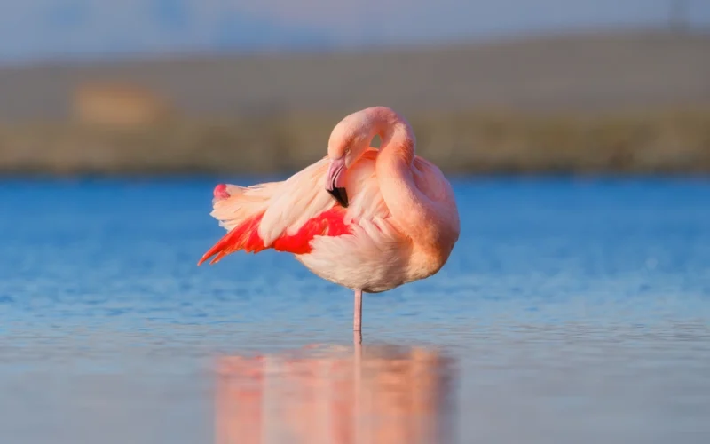 Flamingo testas
