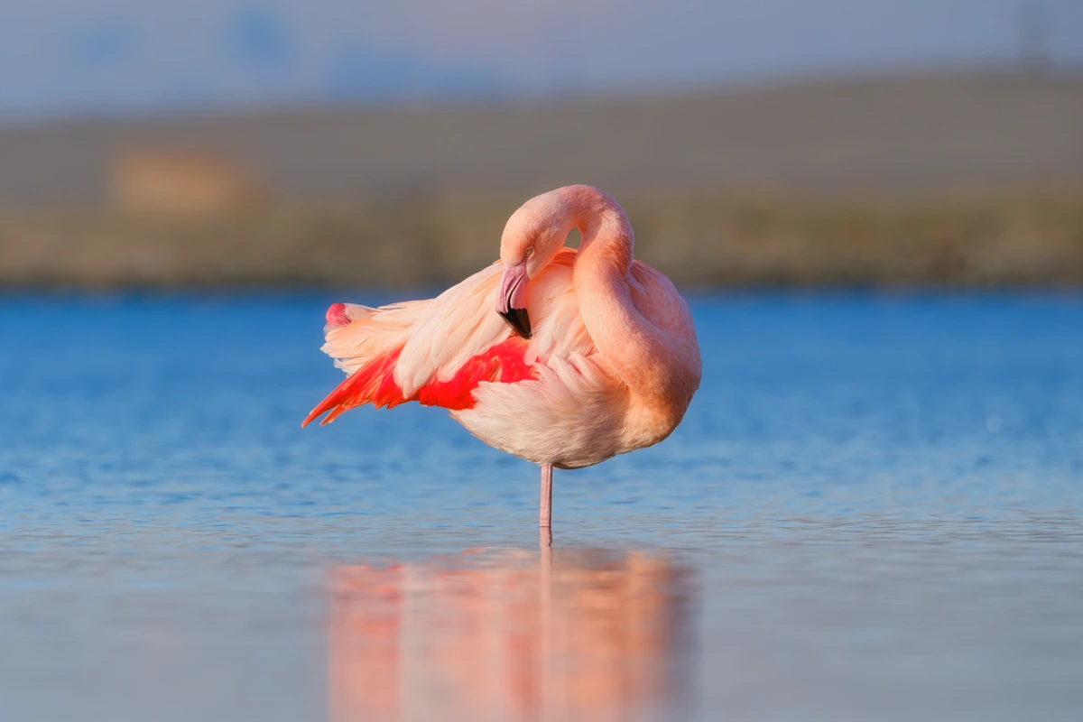 „Flamingo tests”: pastāviet uz vienas kājas, un ķermenis var atklāt to, ko spogulī vēl nevar redzēt