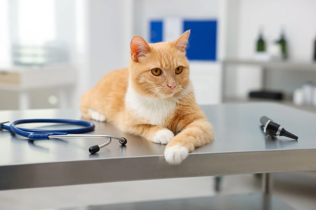 Katė pas veterinarą