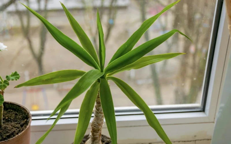 Dracena išaugino kelis stiebus iš vieno vazono: augintoja atskleidė, kada juos retinti