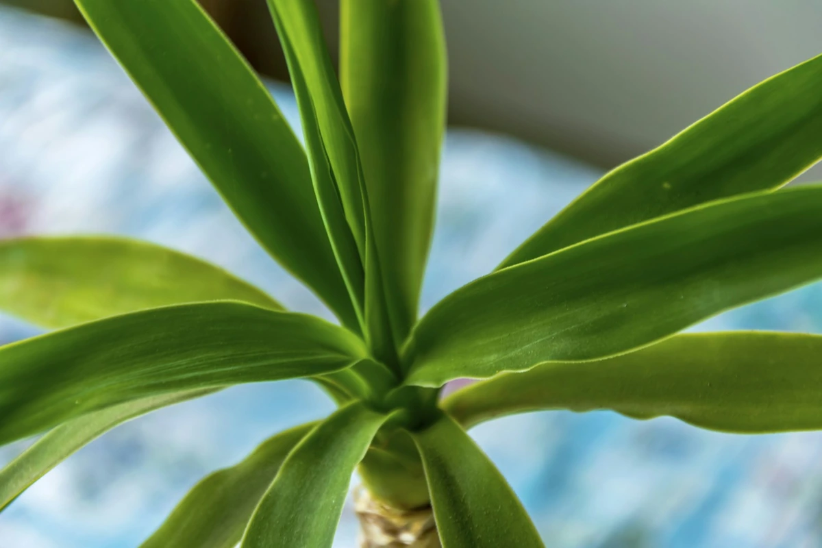 Dracena išaugino kelis stiebus iš vieno vazono: augintoja atskleidė, kada juos retinti