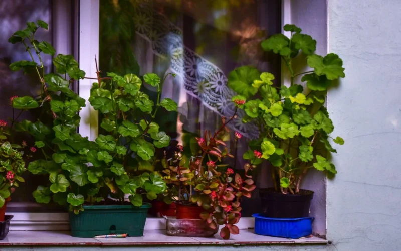 Pelargonijos balkone dar žydi, bet šalnos artėja: jos gali peržiemoti ir paprastame bute