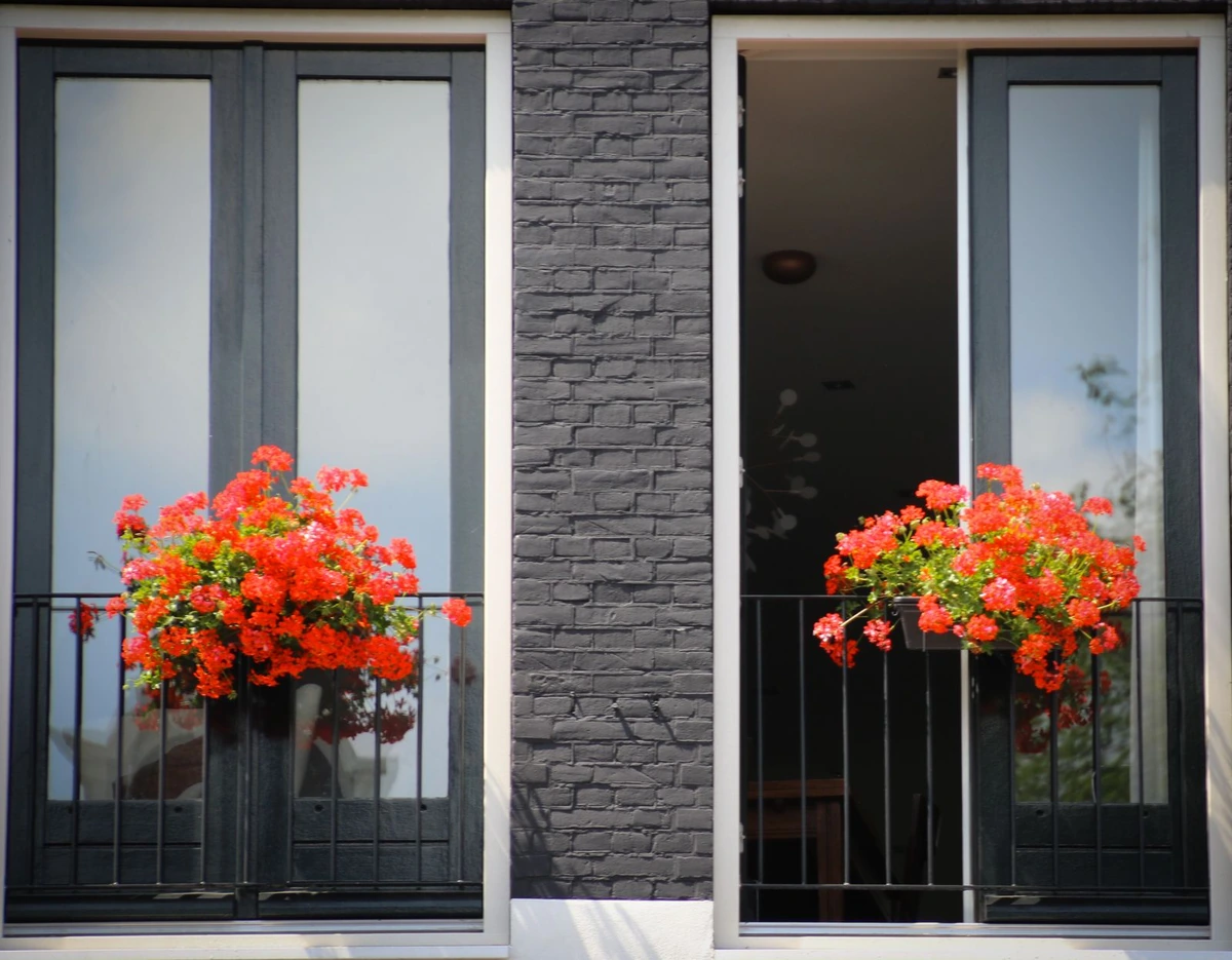Pelargonijos balkone dar žydi, bet šalnos artėja: jos gali peržiemoti ir paprastame bute