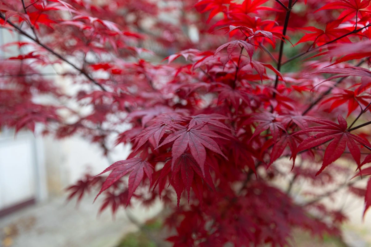 Japoninis klevas spalį ima džiūti: vienas rudens darbas padės jam saugiau peržiemoti