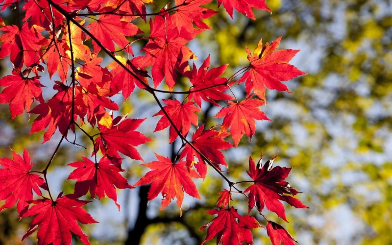 Japoninis klevas spalį ima džiūti: vienas rudens darbas padės jam saugiau peržiemoti