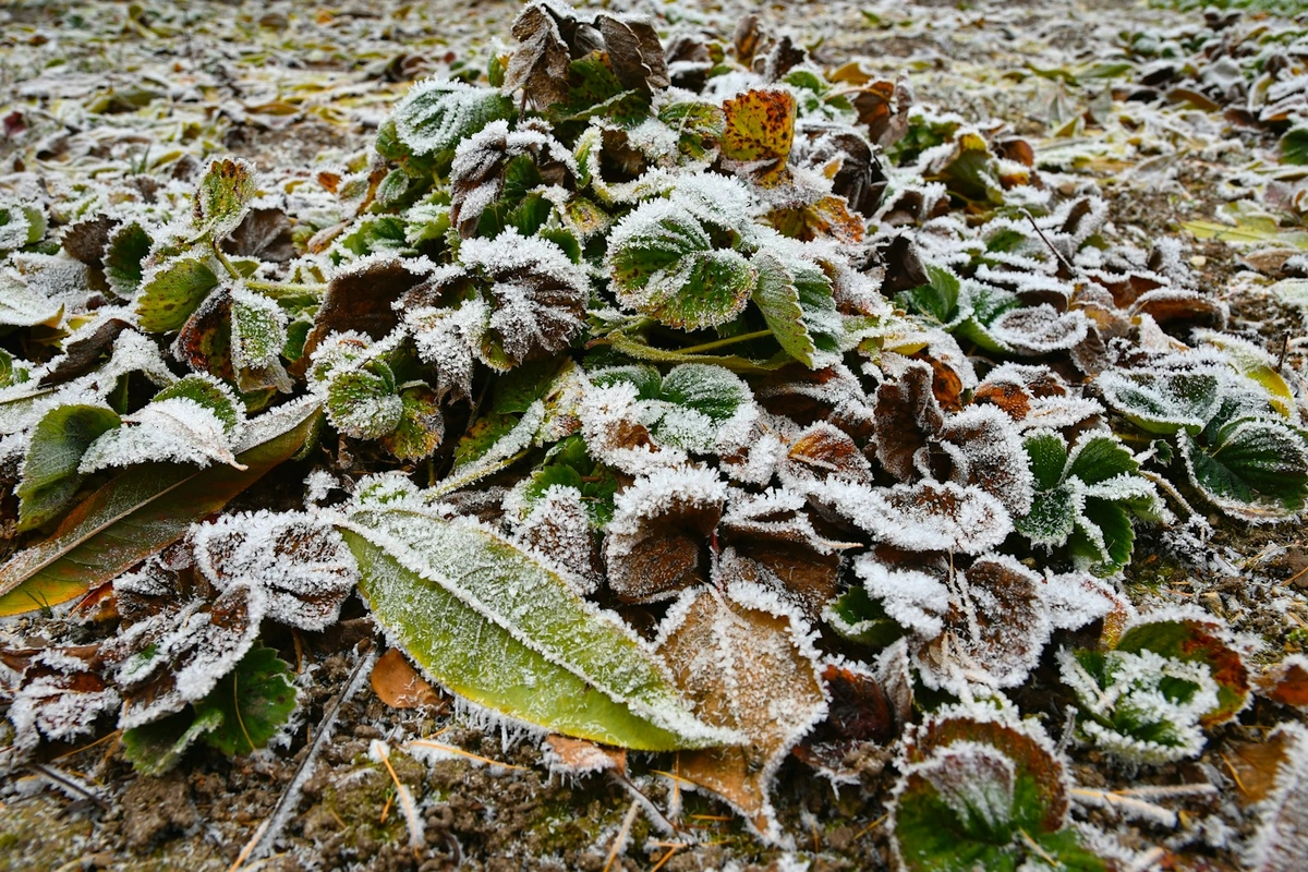 Kopūstus rauginu tik po pirmųjų šalnų: tada galvos būna saldesnės ir traškesnės