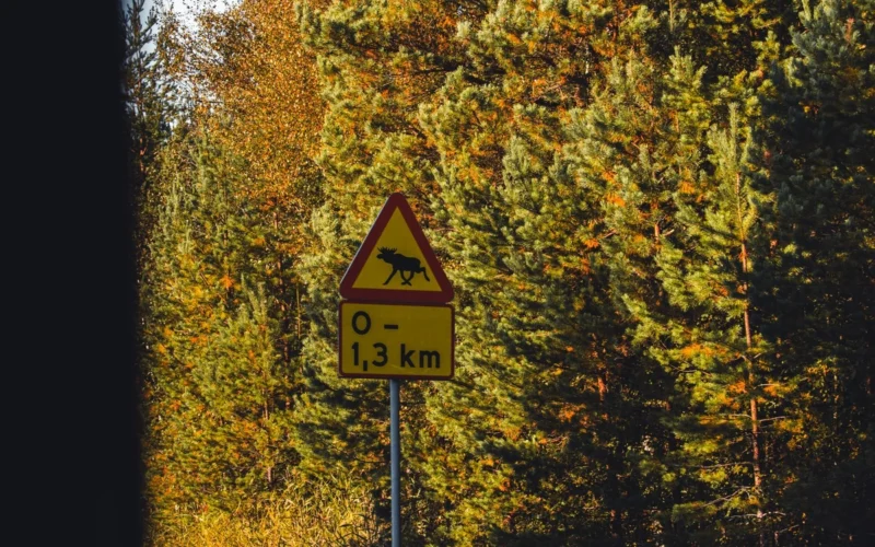 Spalį ir lapkritį susidūrimų su briedžiais ir stirnomis daugėja: kuriuo paros metu būti atidžiausiam